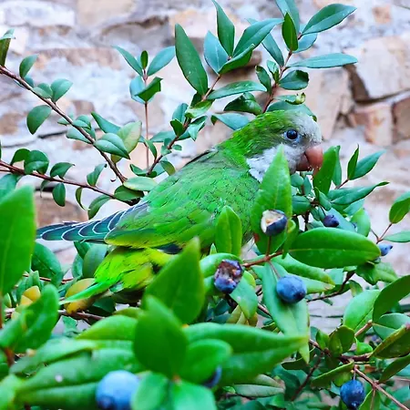 Milena Villasimius, Wifi Gratuito, Ampio Giardino A 300 M Dal Mare