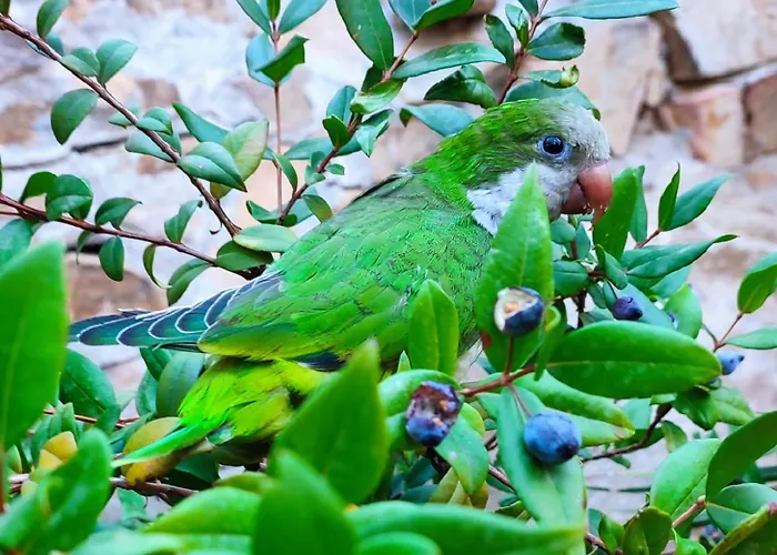 Milena Villasimius, Wifi Gratuito, Ampio Giardino A 300 M Dal Mare